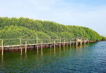Hutan Mangrove Congot, Kulon Progo