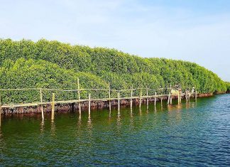 Hutan Mangrove Congot, Kulon Progo