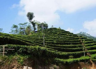 Kebun Teh Nglinggo Kulon Progo