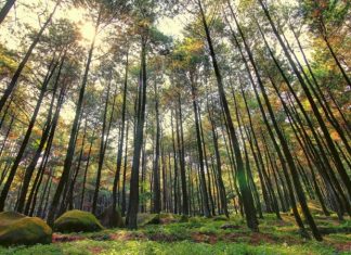 Taman Hutan Raya Bunder