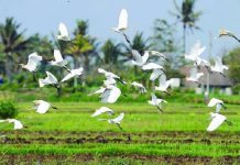 Desa Wisata Ketingan