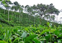 Kebun Teh Nglinggo