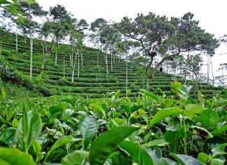 Kebun Teh Nglinggo
