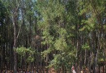 Festival Wana Wisata Budaya Mataram Sinergi Pemerintah dan Masyarakat Kembangkan Potensi Wisata Daerah