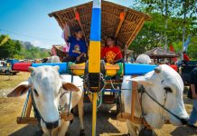 Gerobak Sapi Warna Warni Hiasi Kompleks Candi Banyunibo