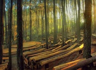 Hutan Pinus Mangunan Pesona Alam yang Indahnya Keterlaluan