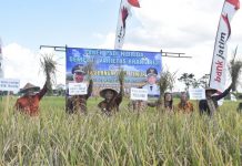 Desa Wisata “Dekso” Banjararum