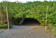 Desa Wisata Goa Cemara : Mencari Celah Harapan di Rimbunnya Hutan Cemara