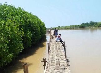 Hutan Mangrove Baros : Ekowisata Baru yang Dijamin Seru