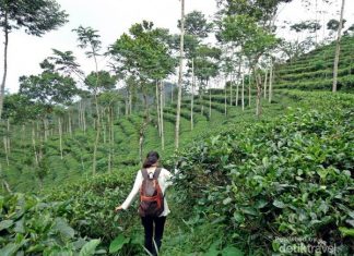 Mencari Ketenangan Di Hamparan Kebun Teh Tritis