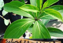 Kebun Buah Langka Sedayu, Berwisata sekaligus Menikmati Buah Unik