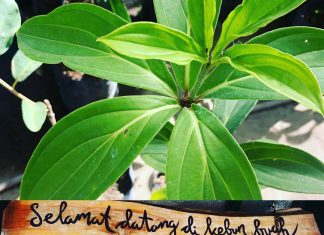 Kebun Buah Langka Sedayu, Berwisata sekaligus Menikmati Buah Unik