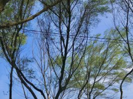 Menjelajahi Keindahan Tersembunyi di Pantai Cangkring