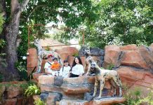 Gembira Loka Zoo Resmi Buka Zona Cakar Saat Libur Lebaran 2026, Hadirkan Satwa Baru Rubah Merah dan Anjing Liar Afrika