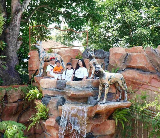 Gembira Loka Zoo Resmi Buka Zona Cakar Saat Libur Lebaran 2026, Hadirkan Satwa Baru Rubah Merah dan Anjing Liar Afrika